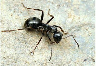 蚂蚁从很高摔下去会不会摔死 