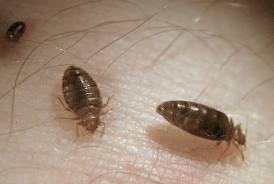 cream for bed bug bites,Understanding Bed Bug Bites