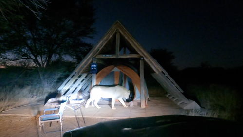 博茨瓦纳一只狮子闯入露营者帐篷 不怕人玩够了才离开