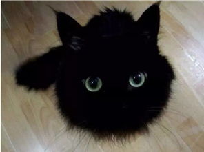 真的 视力不好别养黑猫,不然眼睛会瞎...... 