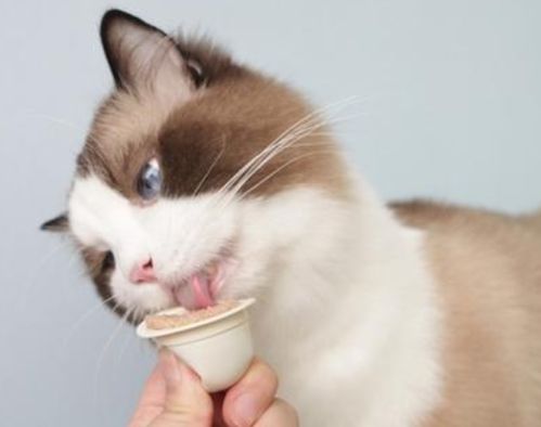 猫零食品牌排行榜,2020年猫主子喜欢吃的零食盘点