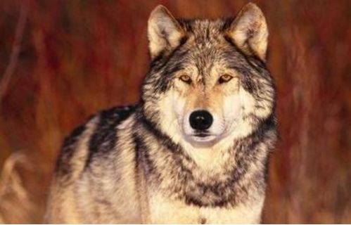 小时候山上经常能碰见狼,为什么现在的狼越来越少了