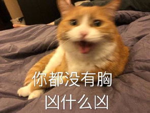 猫咪表情包合集 你都没有胸,凶什么凶