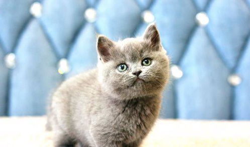 英短蓝猫买的时候注意些什么,怎么鉴定是纯种
