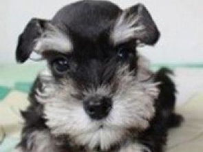 图 康青名犬出售纯种雪瑞纳犬多少钱纯种雪纳瑞多少钱纯种雪纳瑞价格 北京宠物狗 
