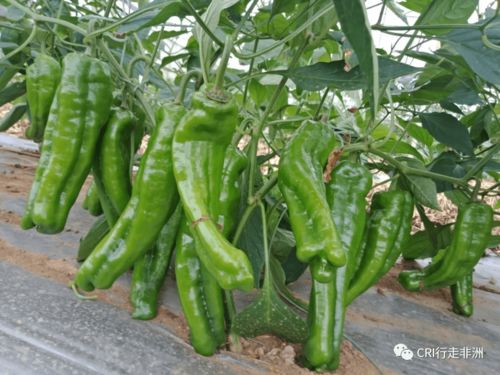 辣椒有多少品种,青椒种类？