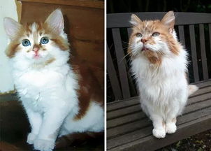 1988年出生的猫活到了现在 老寿星已经超过30岁