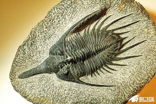 稀奇 印江发现大量疑似上亿年三叶虫化石