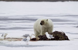 摄影师拍到北极熊分食海象 满身血迹欲登船 
