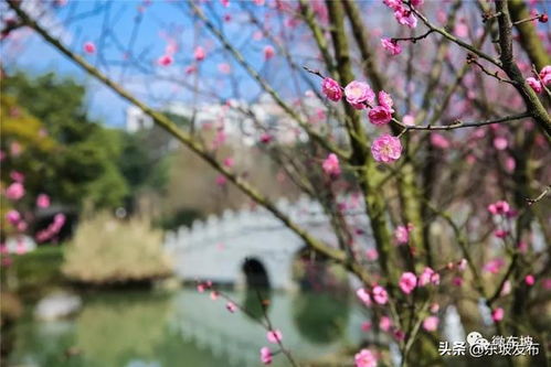 携一抹花香,赠你一场春暖花开