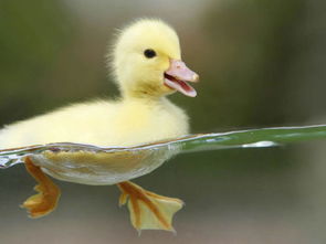 鸭子为什么能浮在水面上 