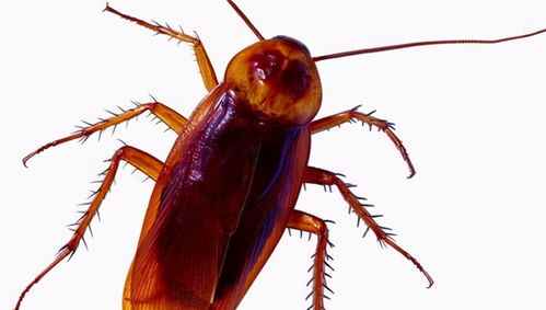 大强虫控 常见蟑螂美洲大蠊的习性和防治措施