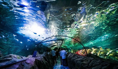 梦幻水族馆3：打造你的专属海底世界，尽情探索神秘生物