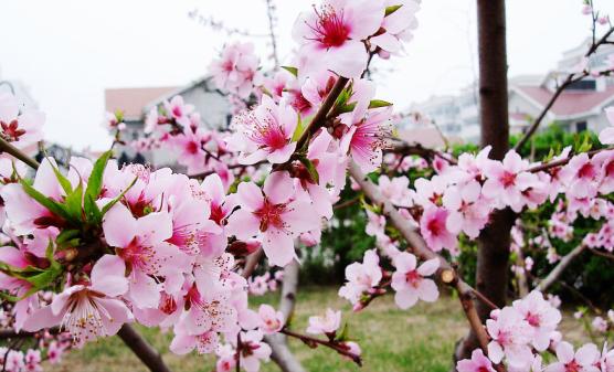 在风水学中怎么看桃花 树木的呢 ,