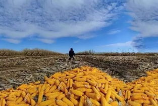华北地区玉米最晚什么时候能种,华北地区玉米种植最晚何时开始？掌握时机，丰收在望！