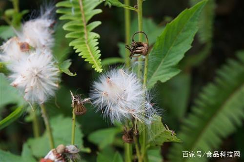 你吃对蒲公英了吗 学习下蒲公英各个部位的营养价值