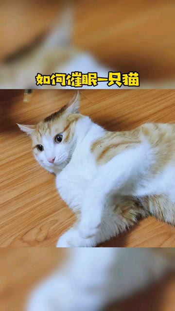 如何催眠一只猫 