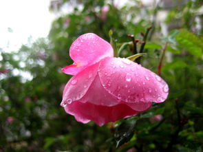 关于春雨的诗句是什么意思