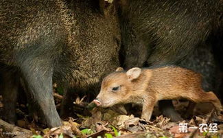 野猪养殖配种需要注意什么 野猪的配种要点