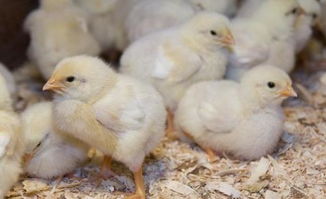 鸡的养殖 在育雏期间如何才能养好小鸡 做好这7点就可以了 