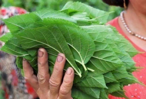 女性不想变老,常食的食物,排毒护肤,改善气血,预防子宫早衰 进行 桑叶 甘蔗 