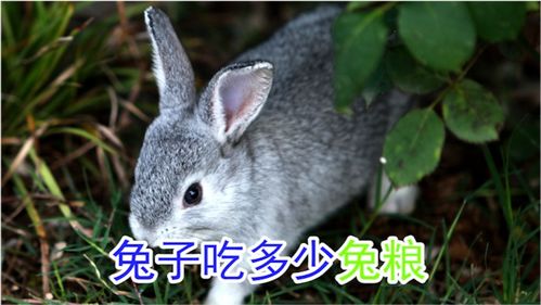 兔子吃多少兔粮 