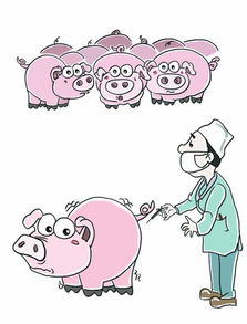 防控猪病 正确注射疫苗是关键 