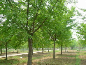 江苏银杏树基地,中国六大银杏之乡是哪六个