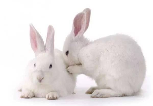 可爱的兔兔 利昂兔,好养殖 效益高,感兴趣的朋友点进来