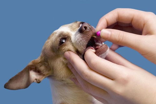 喂狗狗吃药像打仗那样 2种方法帮你安全顺利将药送入狗狗口中