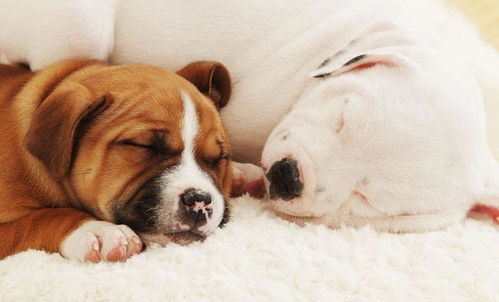 狗狗有多爱你 就算睡着了梦里也是你