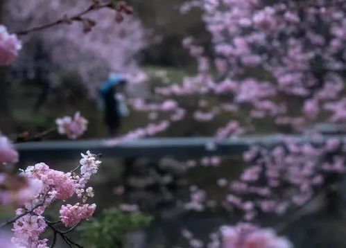 春樱,静候一世花开花落