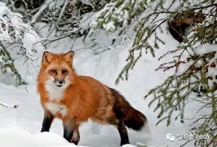 冬天的动物都是怎样过冬的,写出6种小动物过冬的方式？