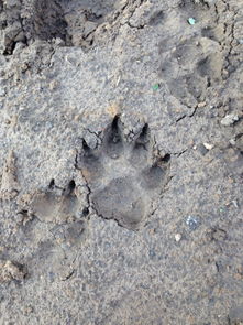这是狗爪还是狼爪印 前天下完雨在树林里发现的,感觉印记很大, 