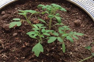 盆栽西红柿的养殖方法和过程,选择