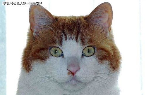 安爸告诉您猫咪的瞳孔为什么是竖着的