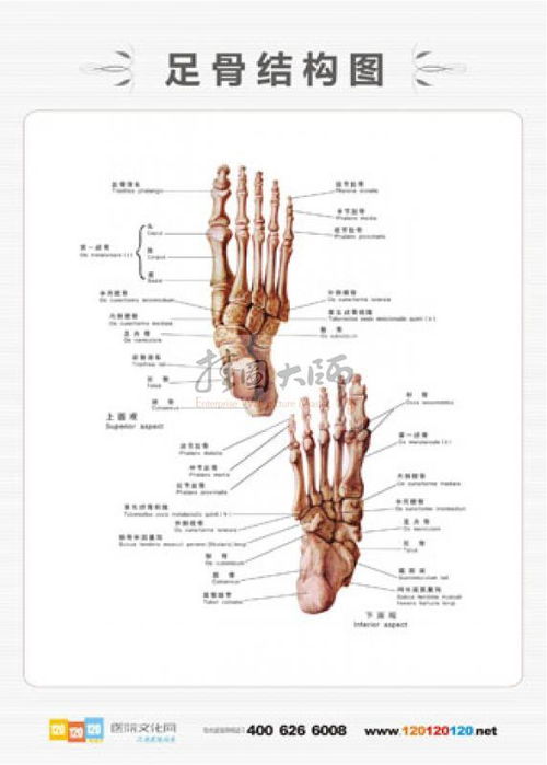 脚骨骼结构图 搜狗图片搜索