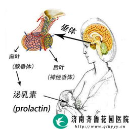 高泌乳素血症是什么病对身体有什么危害