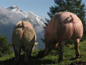 湖南山里的一种动物,长得像猪,又像狗,有羊那么大,是什么动物啊 
