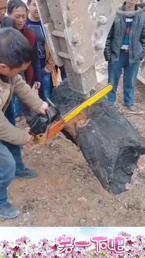 工地挖出一块木头,用电锯锯不开,这是什么情况 