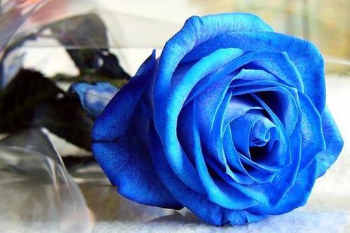 冰川蓝玫瑰花代表什么