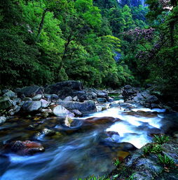 高山流水是什么生肖