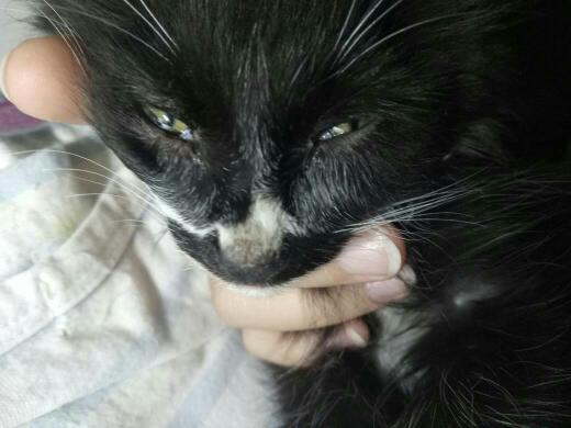 猫咪鼻尖上有一块黑色的结痂,好像还有裂口,这是什么 求助 