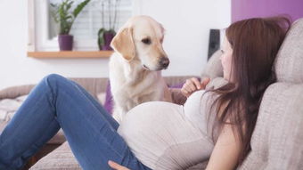 狗狗知道怀孕是怎么回事吗 主人怀孕了,狗狗会有什么反应