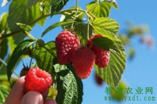 农产品 树莓营养价值这么高,树莓苗要到哪里买 