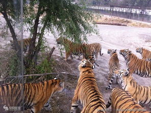 大兴野生动物园门票,北京大兴野生动物园门票