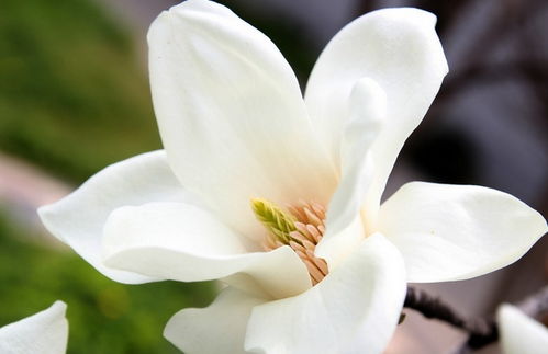 白兰花和白玉兰的花语,白玉兰和白兰花的区别