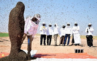 养蜂人挑战吉尼斯世界纪录 尝试用身体吸引100公斤蜜蜂