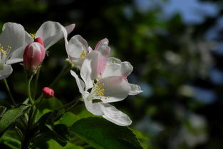 白海棠花语,是马纳斯语及其意思