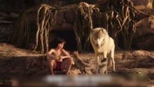 一部经典的丛林电影,被狼王养大的人类小孩,他到底算狼还是算人